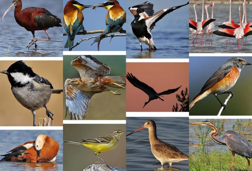 Daily Mersin Bird Watching Tour photo 1