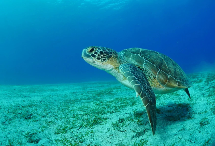 Daily Turtle Clinic Tour from Dalaman photo 4