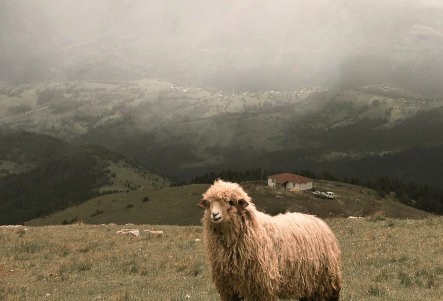Tirebolu - Giresun - Ordu Tour from Trabzon photo 8