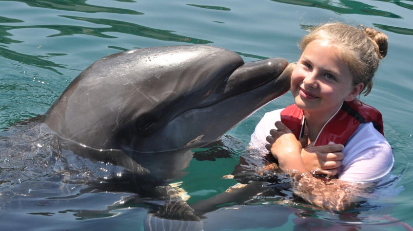 Daily Marmaris Dolphin Show photo 1