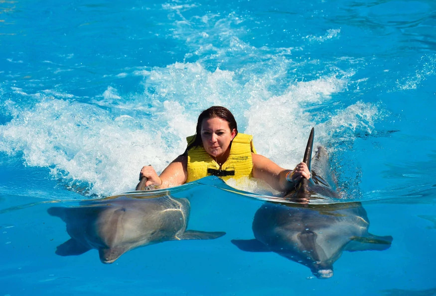 Daily Marmaris Swim With Dolphins photo 1