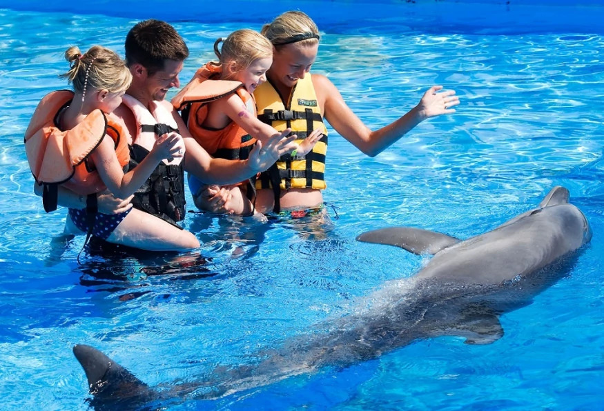 Daily Marmaris Swim With Dolphins photo 6