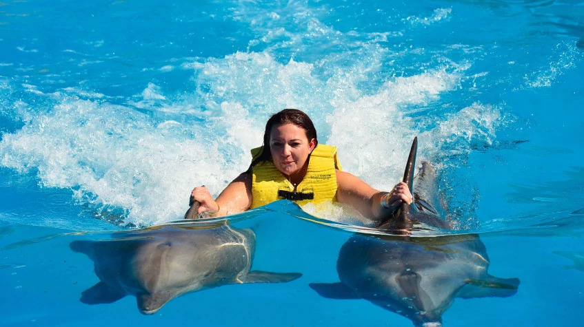 Daily Marmaris Swim With Dolphins photo 7