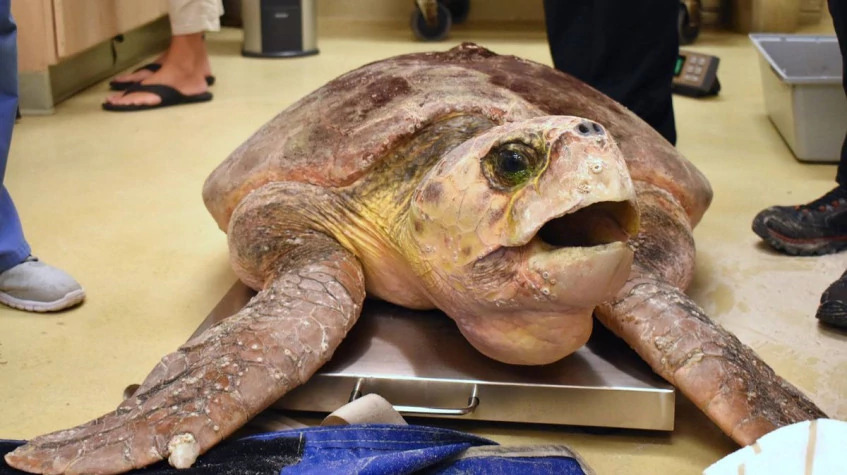 Daily Turtle Clinic Tour from Dalyan photo 2