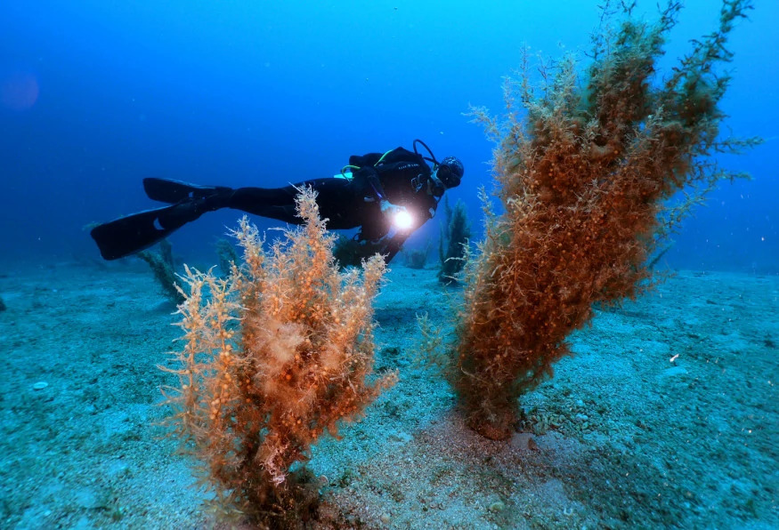 Daily Bodrum Scuba Diving Tour from Didim photo 3