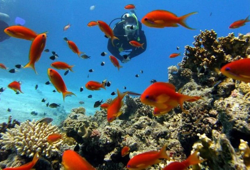 Daily Didim Scuba Diving Tour photo 1