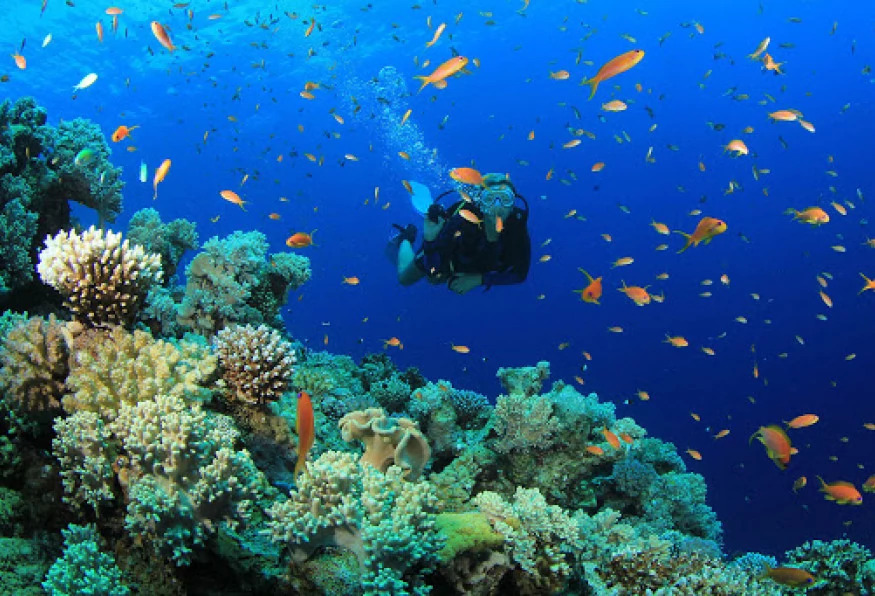 1-Day Cesme Scuba Diving Tour – Explore the Underwater World of the Aegean Sea photo 3