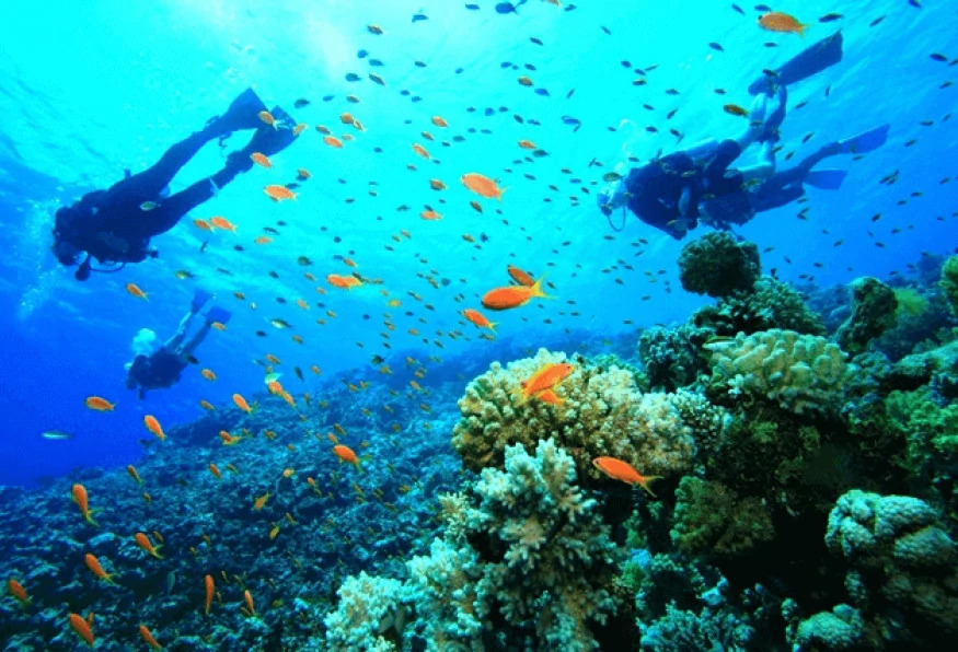 1-Day Cesme Scuba Diving Tour – Explore the Underwater World of the Aegean Sea photo 4