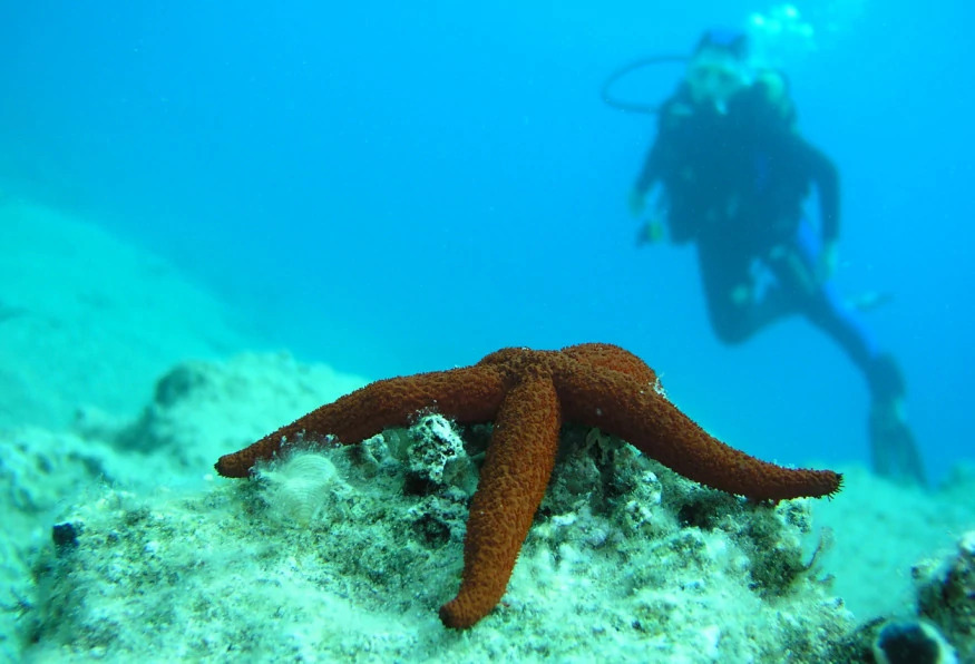 Daily Scuba Diving Tour from Selcuk photo 4
