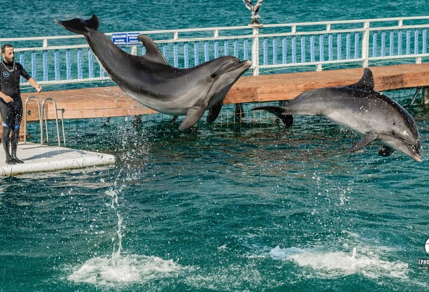 Bodrum Dolphin Show Tour photo 8