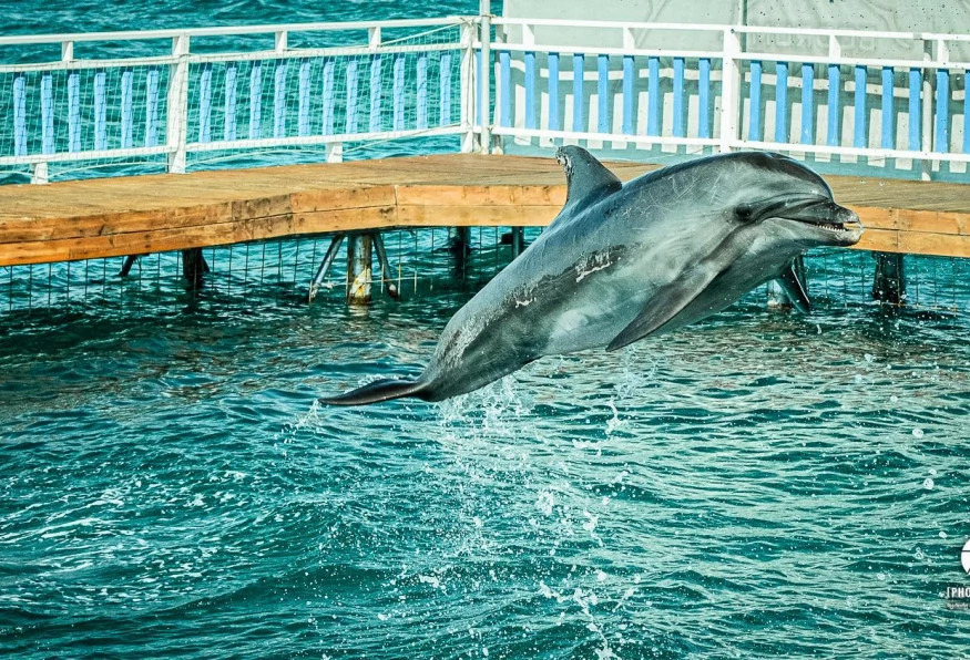 Bodrum Dolphin Show Tour photo 9