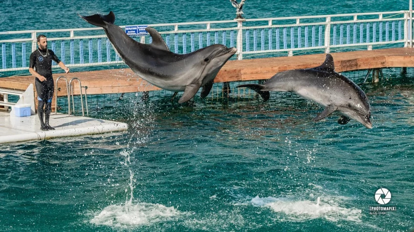 Bodrum Dolphin Show Tour photo 10