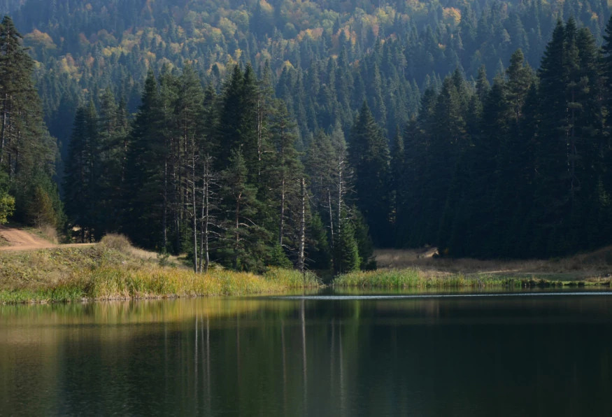 Daily Yenice Forest Nature Tour photo 9