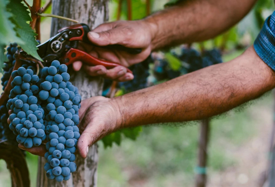 Authentic Cappadocia Grape Harvest & Pekmez Making Tour – Traditional Turkish Food Experience photo 3