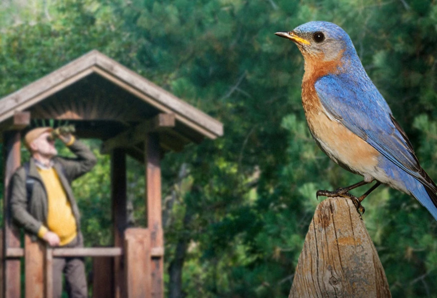 Daily Mersin Bird Watching Tour photo 4