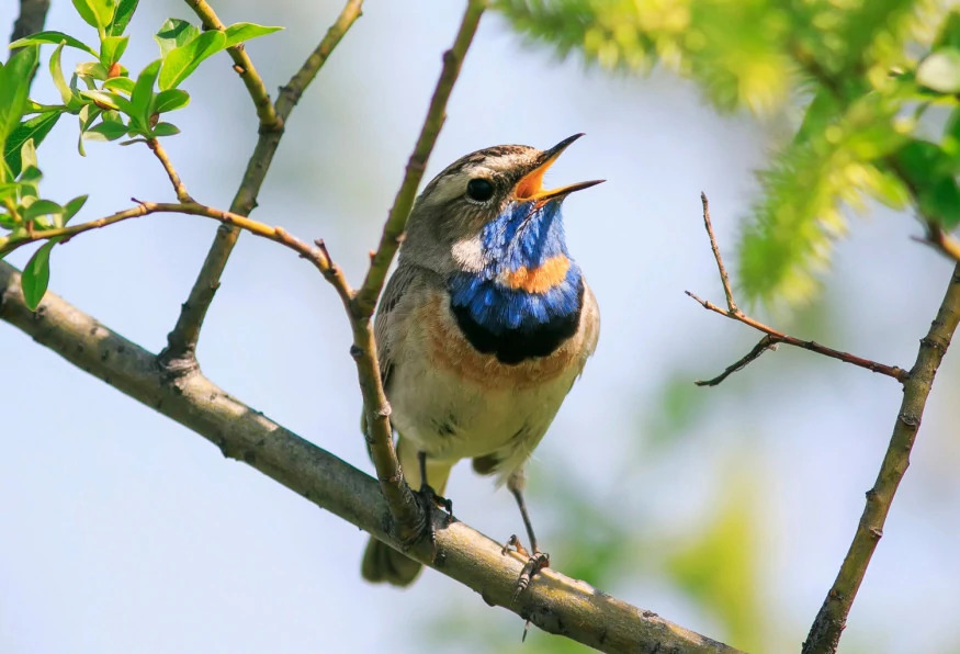 Daily Mersin Bird Watching Tour photo 5