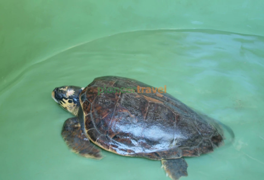 Daily Dalyan Turtle Clinic Tour from Mugla photo 1