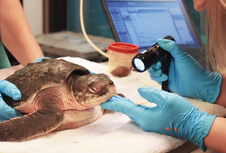 Daily Dalyan Turtle Clinic Tour from Mugla photo 2