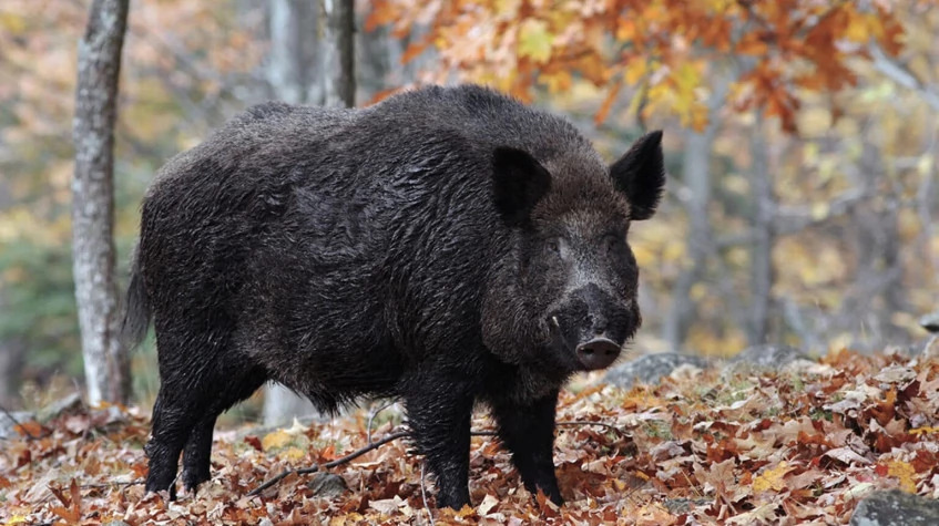 6 Days Hunting Wild Boar Package Antalya photo 1