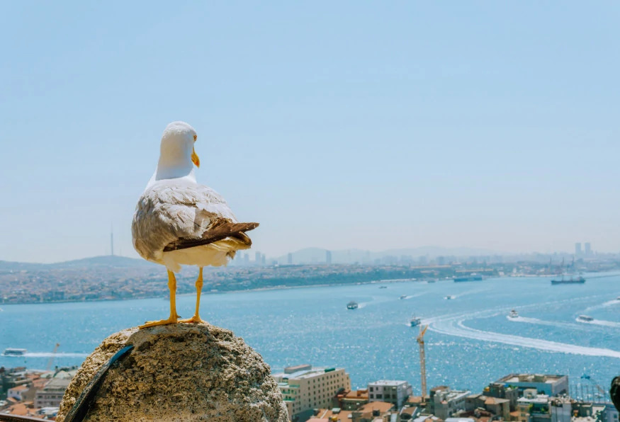 5 Days Deluxe Istanbul Tour With Raffles Hotel photo 1