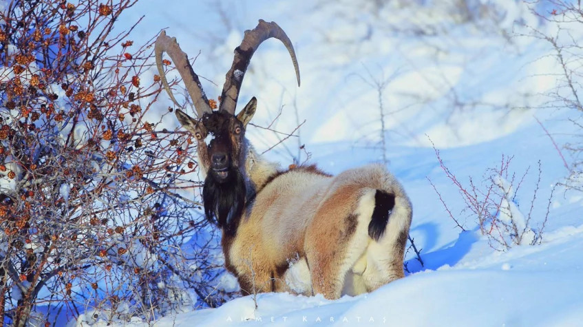 5 Days Hunting Bezoar Ibex Package Kayseri Aladaglar Tour photo 3