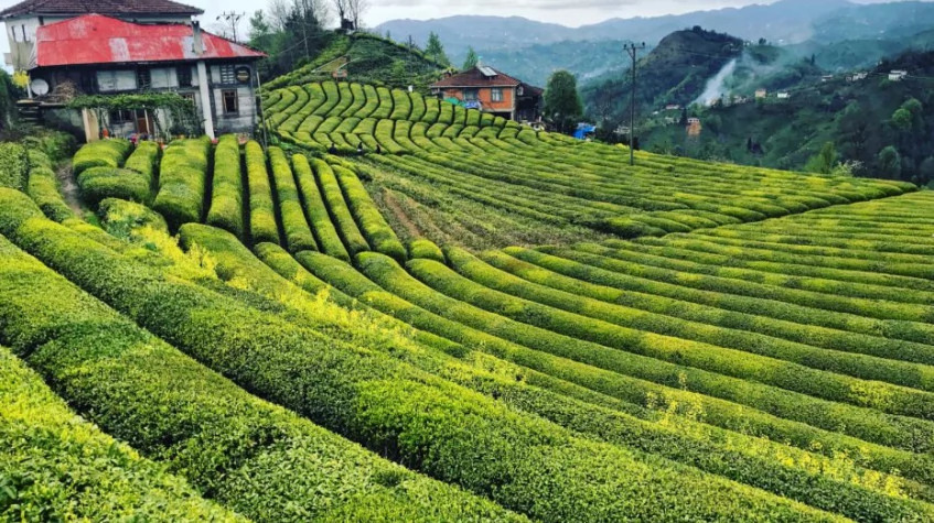 Daily Rize Pokut Plateau Tour photo 6