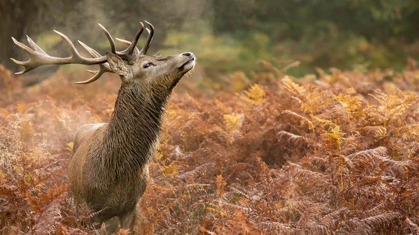 5 Days Hunting Red Stag Package Ankara Tour photo 5