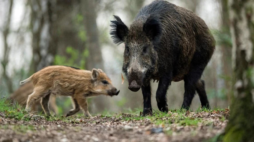 6 Days Hunting Wild Boar Package Antalya photo 3