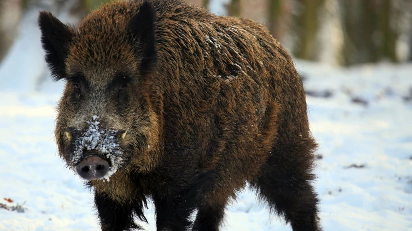 6 Days Hunting Wild Boar Package Antalya photo 4