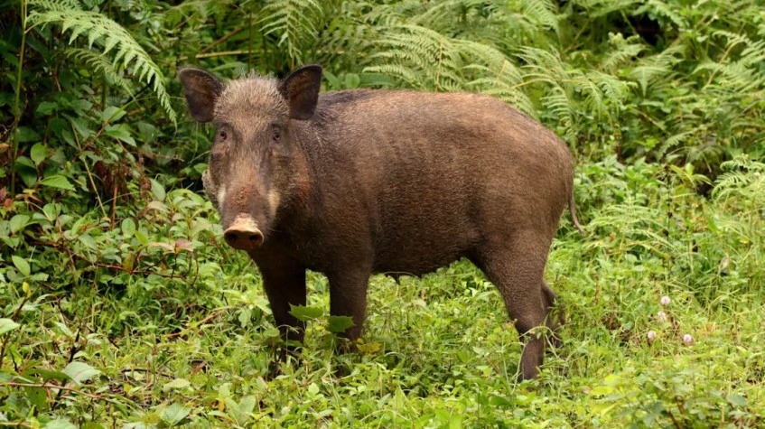 6 Days Hunting Wild Boar Package Antalya photo 5