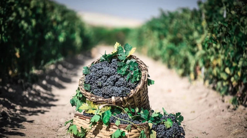 Cappadocia Grape Harvesting Tour from Kayseri photo 2