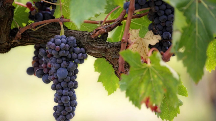 Cappadocia Grape Harvesting Tour from Kayseri photo 6