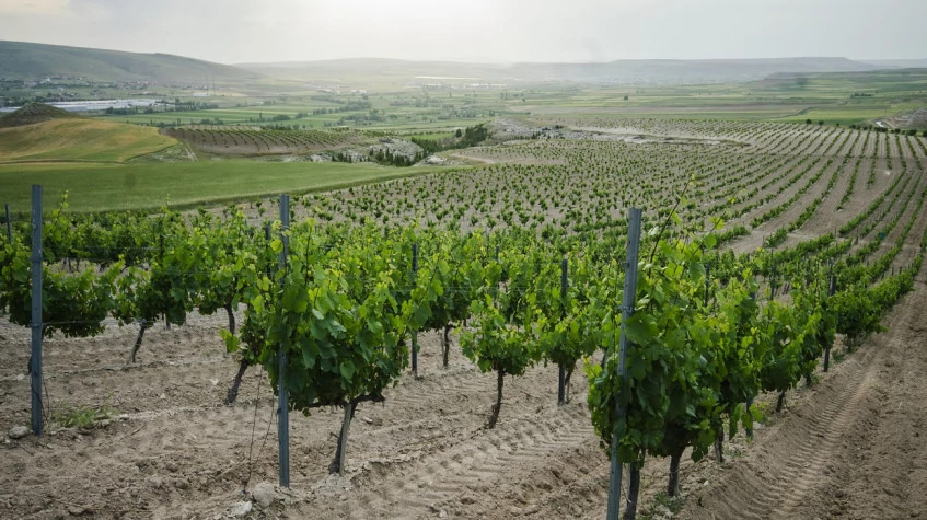 Cappadocia Grape Harvesting Tour from Kayseri photo 8