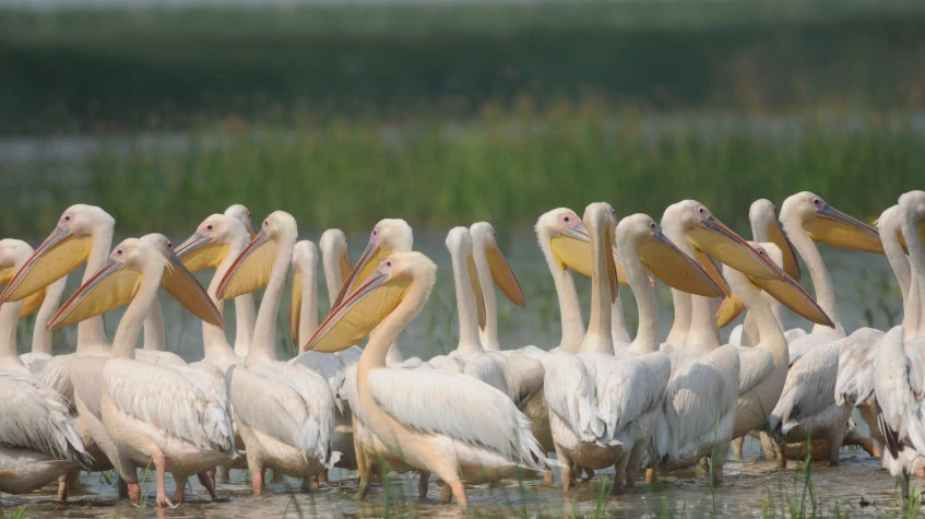Daily the Lake Gala National Park Tour photo 6