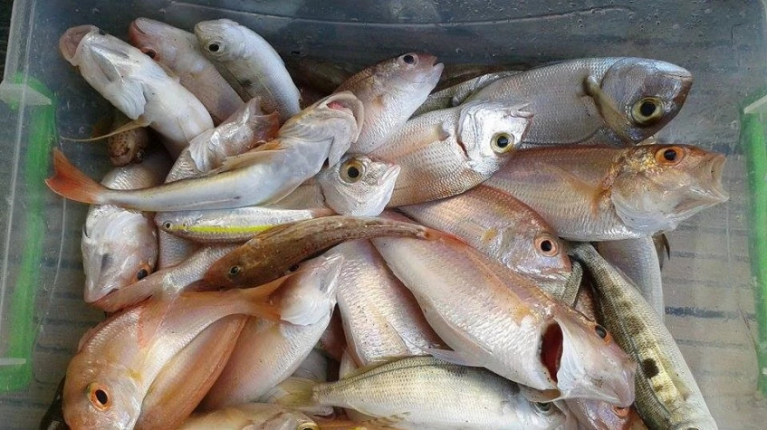 Daily Antalya Fishing Tour by Boat photo 6