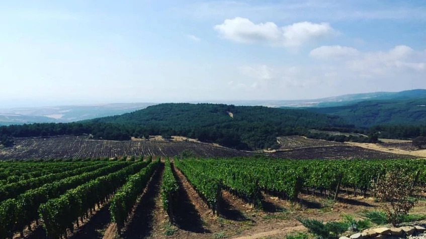 Daily Edirne Tekirdag Wine Tasting Tour photo 5