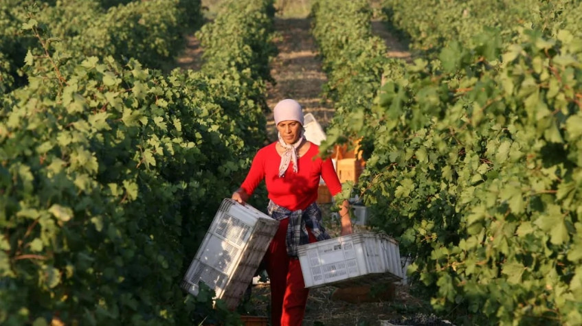 Daily Edirne Tekirdag Wine Tasting Tour photo 7