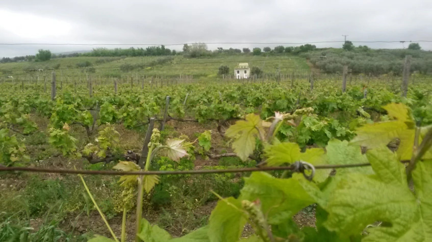 Daily Edirne Tekirdag Wine Tasting Tour photo 12