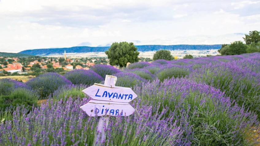 Daily Isparta Lavender Fields Tour from Burdur photo 2