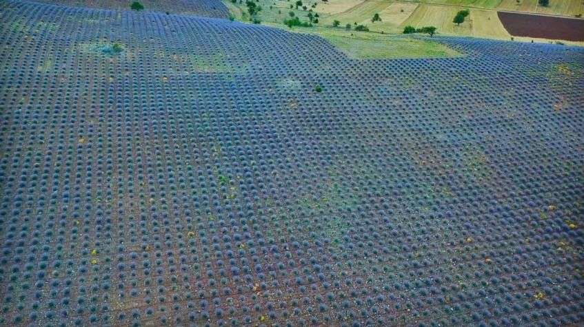 Daily Isparta Lavender Fields Tour from Burdur photo 5