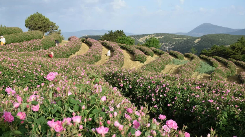 Daily Isparta Lavender Fields Tour from Burdur photo 8