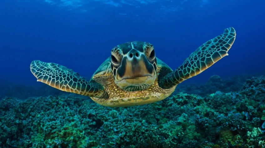 Daily Turtle Clinic Tour from Dalyan photo 5