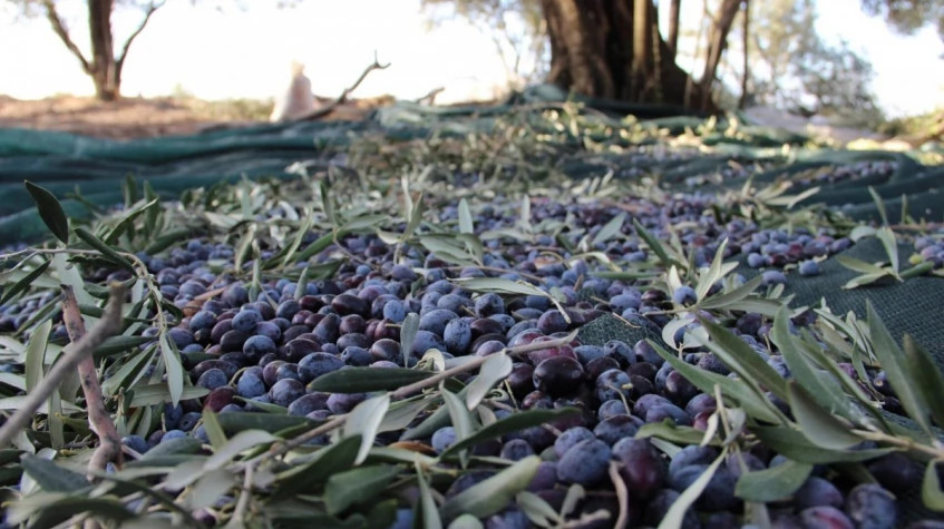 Daily Hatay Olive Oil Tasting Tour photo 2