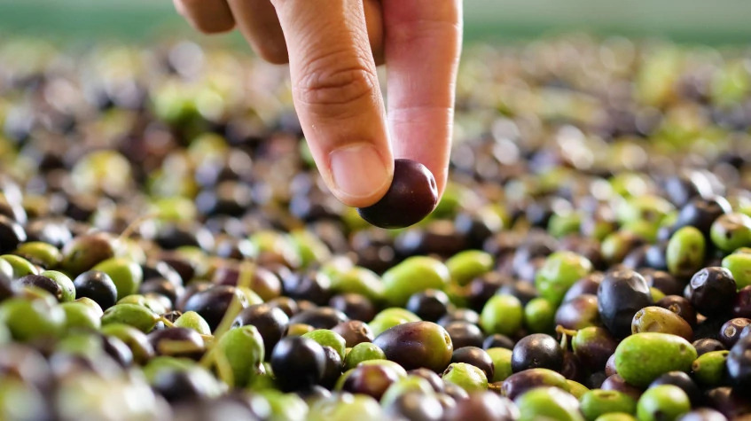 Daily Hatay Olive Oil Tasting Tour photo 4
