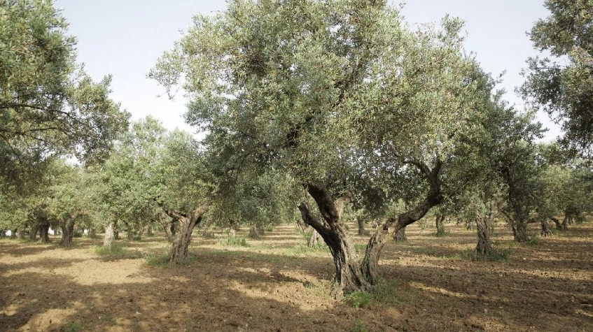 Daily Hatay Olive Oil Tasting Tour photo 5