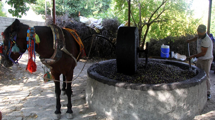 Daily Hatay Olive Oil Tasting Tour photo 7