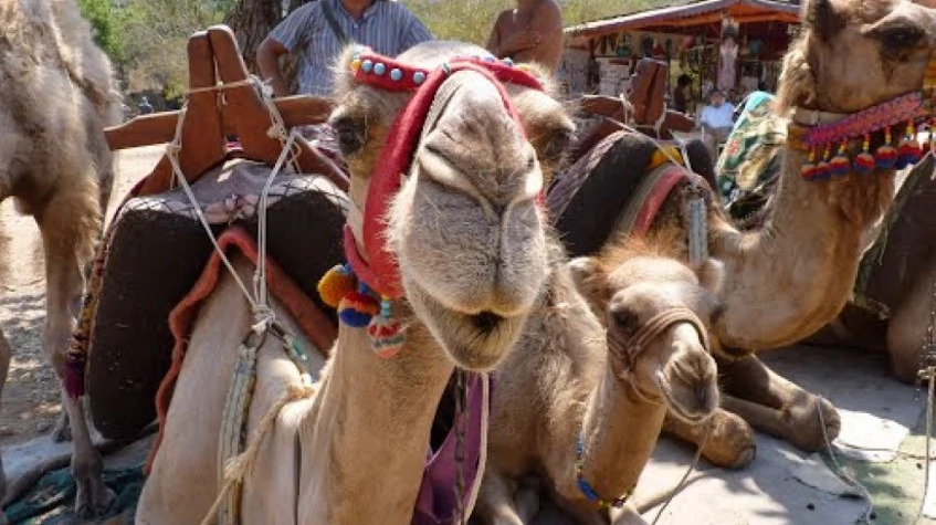 Daily Camel Riding Tour from Oludeniz photo 1