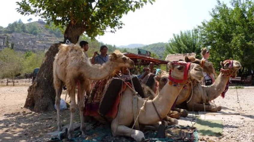 Daily Camel Riding Tour from Oludeniz photo 2