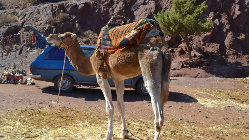 Daily Camel Riding Tour from Oludeniz photo 8