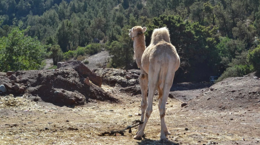 Daily Camel Riding Tour from Oludeniz photo 9